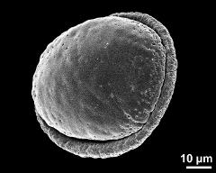 slightly oblique polar view of dry pollen grain