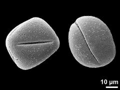 dry pollen grains