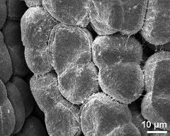 hydrated tetrads (forming massula)