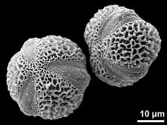 hydrated pollen grains