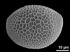 polar proximal view