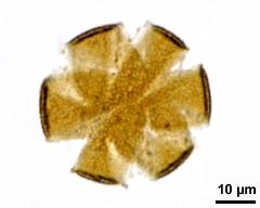 optical section