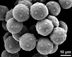 hydrated pollen grains