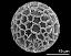 hydrated pollen grain