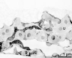 tapetum cells with Ubisch bodies (U)