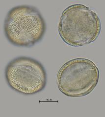 hydrated pollen