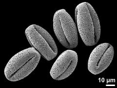 dry pollen grains