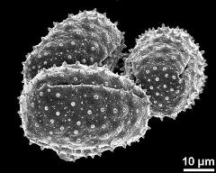 dry pollen grains