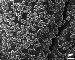 tapetum cells with Ubisch bodies (U)