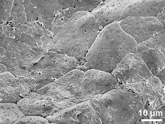 tetrads (forming pollinium)