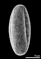 dry pollen grain in equatorial view