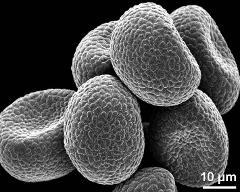 dry pollen grains