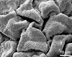 dry tetrads (in massula)