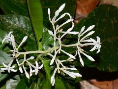 inflorescence(s)