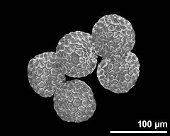 dry pollen grains