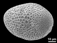 polar proximal view