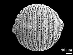 hydrated pollen grain