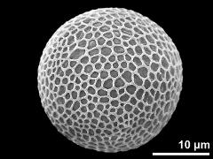 hydrated pollen grain