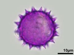 hydrated pollen,equatorial view