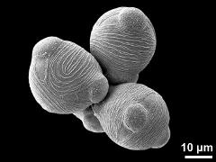 hydrated pollen grains