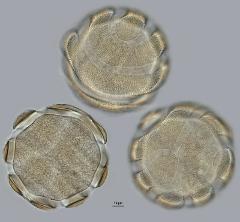 hydrated Pollen