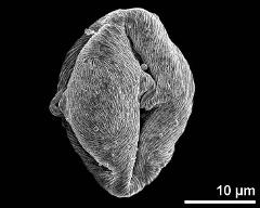 dry pollen grain in equatorial view