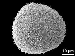 hydrated pollen