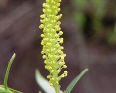 male flowers