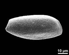 dry pollen grain in polar view (proximal)