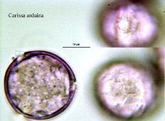 hydrated pollen