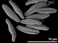 dry pollen