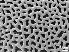 exine surface