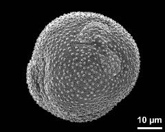 hydrated pollen grain