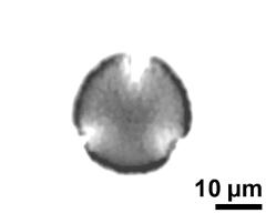 optical section