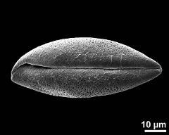 dry pollen grain in polar view (distal)