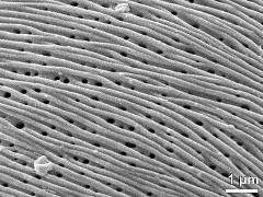 exine surface