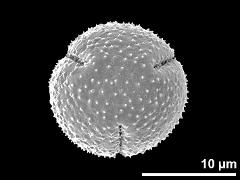 dry pollen grain (polar view)