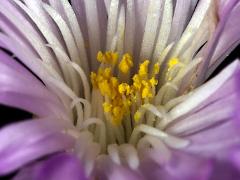 detail of flower(s)