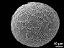 distal polar view