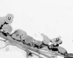 tapetum cells with Ubisch bodies (U)