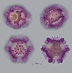 hydrated pollen