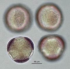hydrated pollen