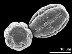 dry pollen grains