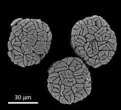 dry polyads