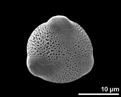 hydrated pollen grain in polar view