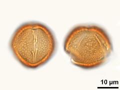 acetolyzed pollen