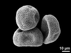 dry pollen grains