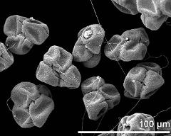 dry tetrads