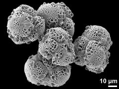 hydrated tetrads