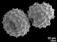 dry pollen